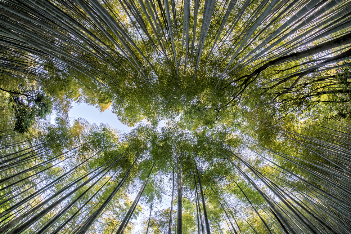 Séjour adultes Spiritbird - Yoga et Surf au Porge Océan